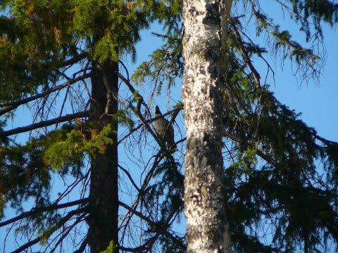 Видео: Ориентирование в лесу по компасу. Выход в точку входа