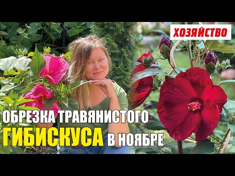 Видео: Обрезка травянистого гибискуса осенью