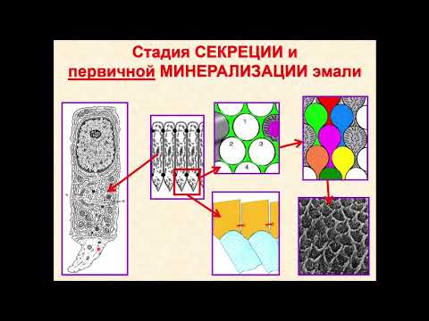 Видео: Гистология 4.Развитие зуба (Часть 2)