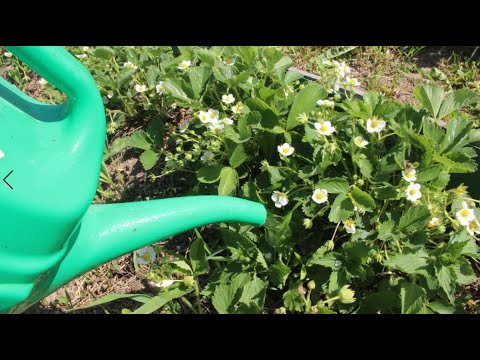Видео: Хотите МНОГО КРУПНОЙ КЛУБНИКИ?! Срочно сделайте это во время цветения!