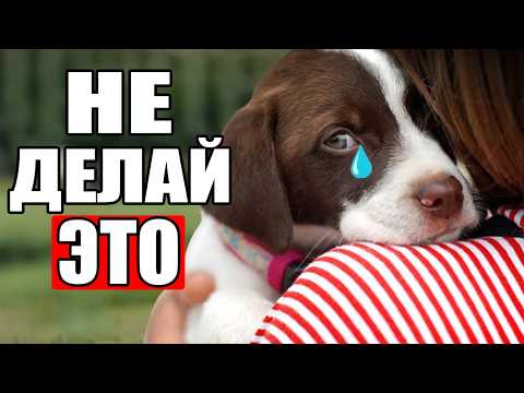 Видео: 22 Вещи, Которые Собаки НЕНАВИДЯТ В Людях (шокирует)