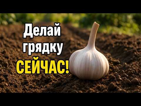 Видео: Грядка в Августе — и Чеснок как Кулак! Моя пошаговая схема