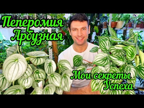 Видео: Пеперомия Арбузная / Мои секреты успеха / Как вырастить из листика