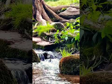 Видео: #relax #исцеляющиезвукиприроды #relaxing #calming #rainsounds #nature #sleepcalmness #shorts