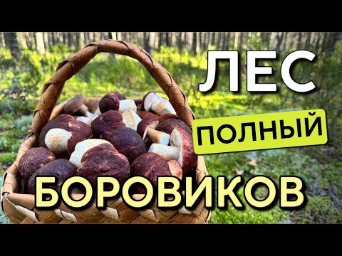Видео: 💥ПОЛНЫЙ ЛЕС БОРОВИКОВ! ПОЧЕМУ ГРИБЫ НИКТО НЕ СОБИРАЕТ!? Грибы 2025
