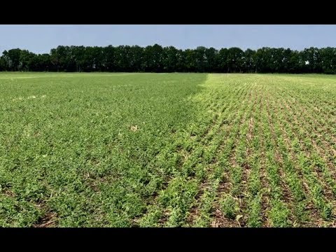 Видео: Эксперименты по защите нута от сорняков