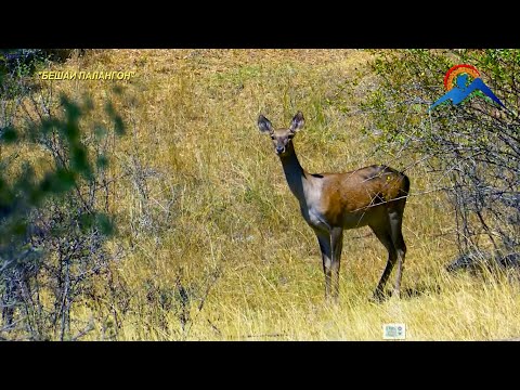 Видео: Бешаи Палангон. Тигровая Балка/Tajikistan