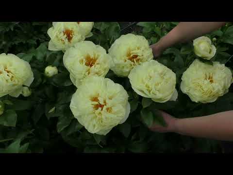 Видео: пион  Lemon Chiffon