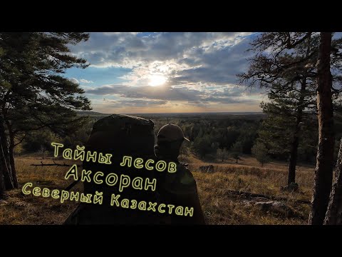 Видео: Тайны лесов и сопок Аксоран | Северный Казахстан