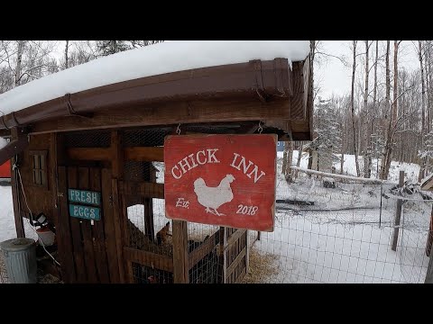 Видео: Экскурсия по курятнику в холодную погоду | Alaska Homestead