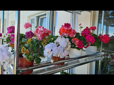 Видео: Общий обзор. 24.05.2024