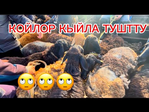 Видео: КУРШАБ КОЙ ЭЧКИ БААЛАРЫ 08.11.2025#памиртв #horse #rek 