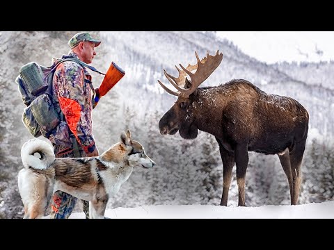 Видео: С охотили лося. Мяса много. Делаем тушёнку из лосятины по деревенски.