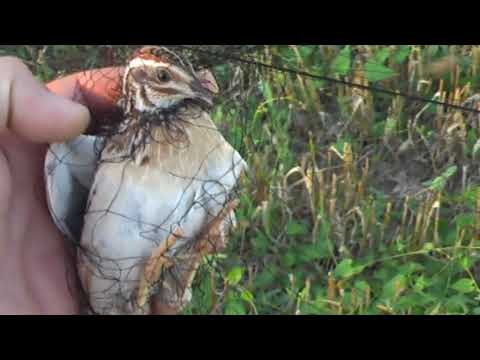 Видео: Ловля молодого перепела (бедана) на ОС. Catching young quail (bedan)