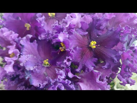 Видео: 30.09.2025.Москва/Выставка фиалок в Доме фиалок#фиалки#выставка#