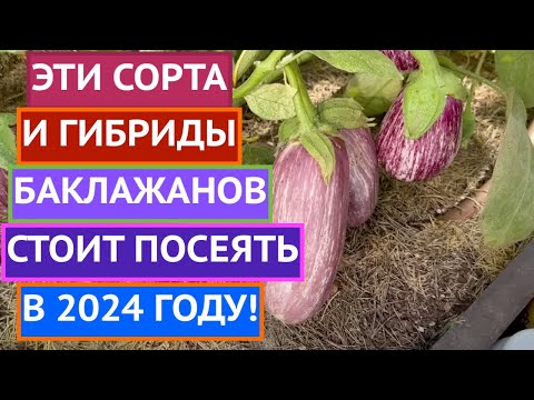 Видео: РЕКОМЕНДУЮ! ЛУЧШИЕ СОРТА/ГИБРИДЫ БАКЛАЖАНОВ 2023!