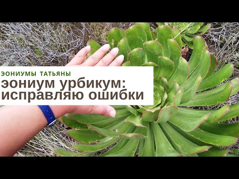 Видео: Эониум урбикум: исправляю ошибки формирования