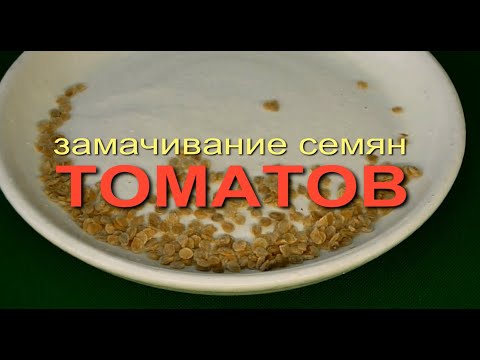 Видео: ЗАМАЧИВАНИЕ СЕМЯН ТОМАТОВ. ТРИ проверенных способа! Советы от Зеленого Огорода.