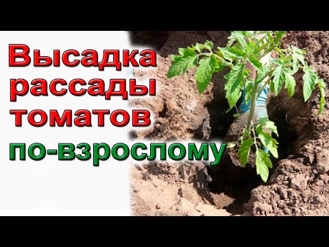 Видео: Высадка рассады томатов в грунт Подробная инструкция для начинающих