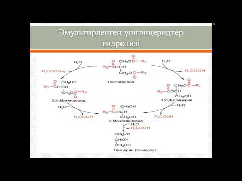 Видео: Липидтердің қорытылуы және сіңірілуі