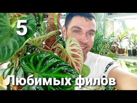 Видео: 5 Любимых Филодендронов