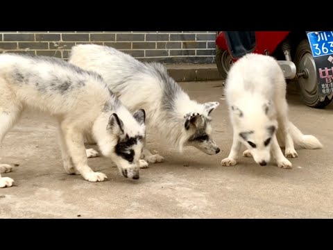 Видео: Два пушистых лисёнка 🦊 выросли. Теперь они невероятно красивые и очаровательные. 🦊🥰😘❤👍