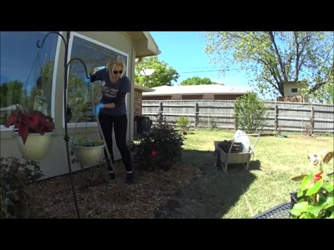 Видео: США Занимаюсь Садом Что Сажаю Начало Работ в Саду