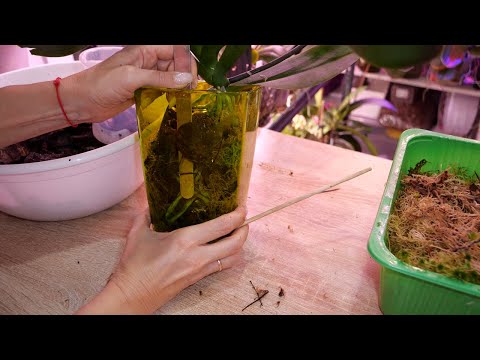 Видео: Пересадка орхидеи в закрытое кашпо. Осмос ЗА и ПРОТИВ. Про волокно.