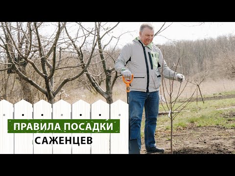 Видео: Правила посадки саженцев