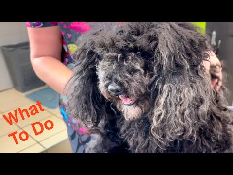 Видео: Трансформация собаки МАТОВЫЙ Груминг Спасение ЧЕРНОГО пуделя #groomingdog, #helpdogs, #doghealth