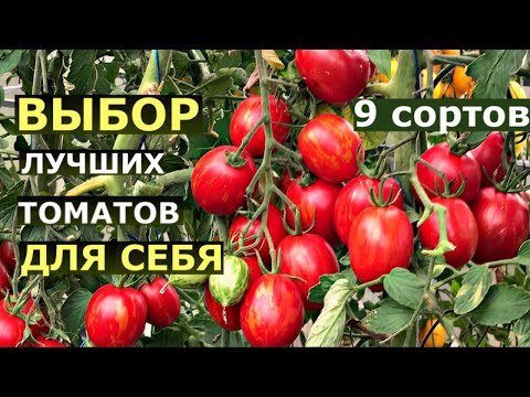 Видео: Результаты испытания 9 сортов помидоров