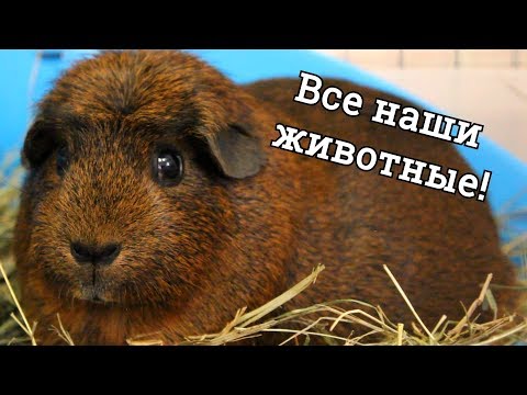 Видео: КТО У НАС ЖИВЁТ? | ВСЕ НАШИ СВИНКИ | PetMania
