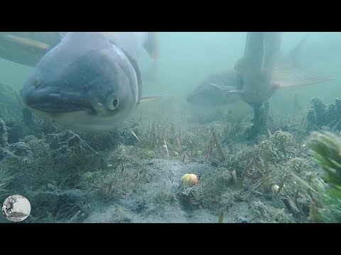 Видео: Подводные съемки ловли карпа+Рыбалка.