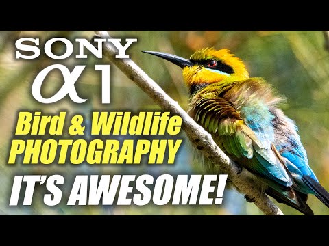 Видео: Фотосъемка птиц и дикой природы на Sony A1 | Это ПОТРЯСАЮЩЕ!