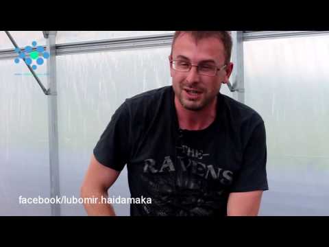 Видео: Запуск личинки креветки ваннамей