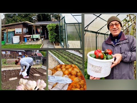 Видео: Пора сажать Чеснок и Лук ! Закрываем дачный сезон !