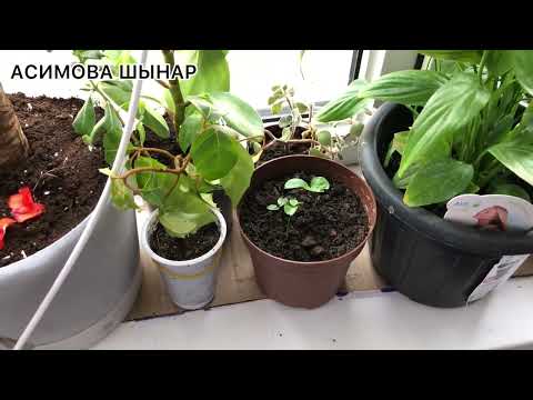 Видео: Отырғызылған гүлдерімнің жағдайы#гүлдер#асимовашынар