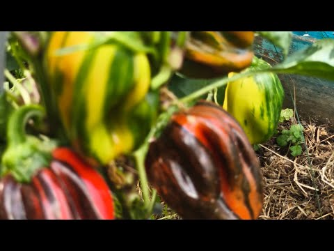 Видео: Перец сладкий сезона 2025 ещё раз 🌶️