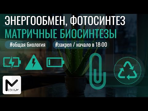 Видео: Практика / Энергообмен & Фотосинтез & Синтез белка / Закреп