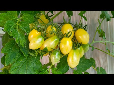 Видео: Про100 томат🍅 и Сумасшедшие вишни Барри)))