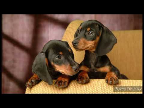 Видео: Полезное информации о том  с чем отличаются друг- друга Карликовая Такса и Такса.