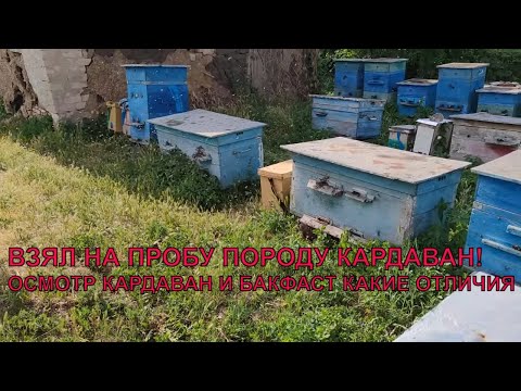 Видео: КАРДАВАН И БАКФАСТ порода есть порода взял на пробу✅🐝