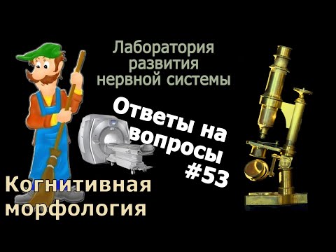 Видео: Когнитивная морфология