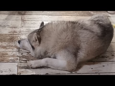 Видео: Прямой эфир с 10 голодными #хаски