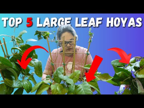 Видео: Мой топ-5 хойи с крупными листьями на январь 2025 года