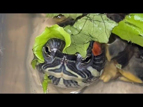 Видео: Чем кормить черепаху? Черепаха содержание и уход