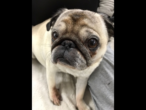 Видео: Мой МОПС / БОЛЕЗНЬ моей собаки /Сердечная недостаточность