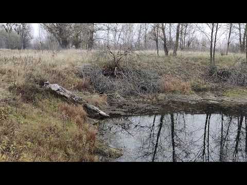 Видео: Осенний день в Боровице.