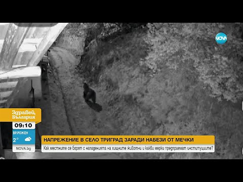 Видео: Мечки нападат домашни животни в Смолянско (ВИДЕО)