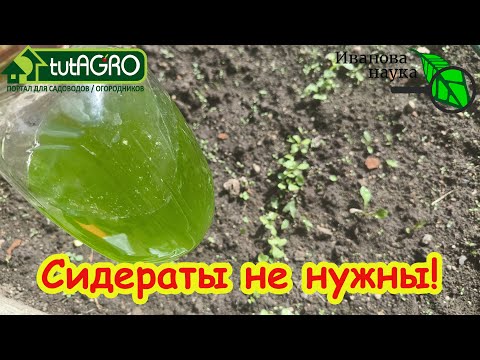 Видео: СЕКРЕТ ПЛОДОРОДИЯ: никаких СИДЕРАТОВ, а простой раствор. Раз опрыскал и почва снова плодородная!